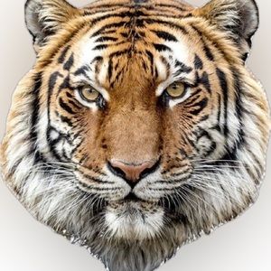 Meet your Posher, Kai